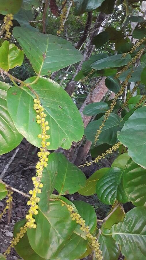 Coccoloba caracasana fruit