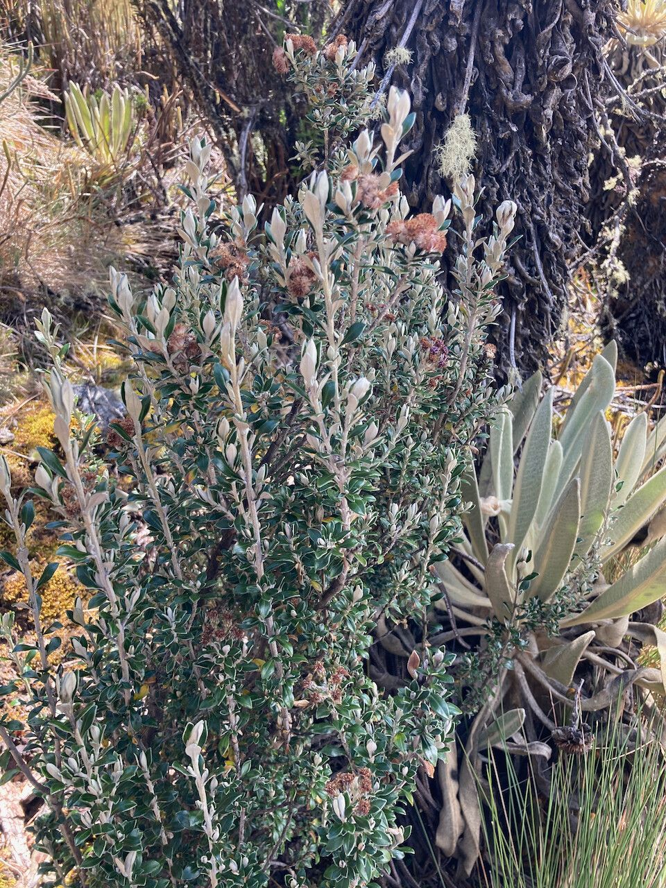 Diplostephium rhomboidale habit
