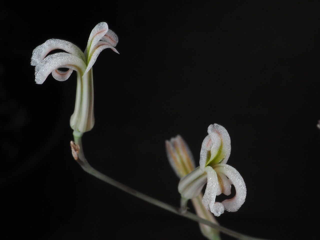 Haworthia viscosa flower