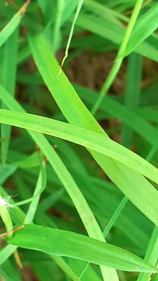 Luzula alpinopilosa leaf