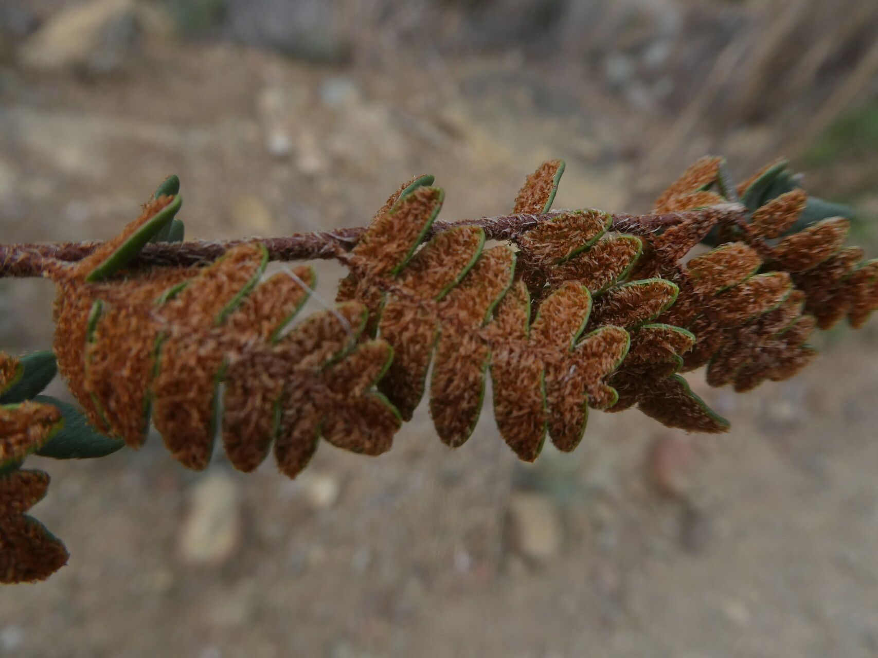 Hemionitis marantae fruit