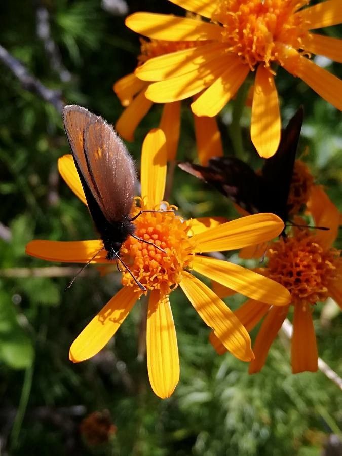 Jacobaea abrotanifolia flower