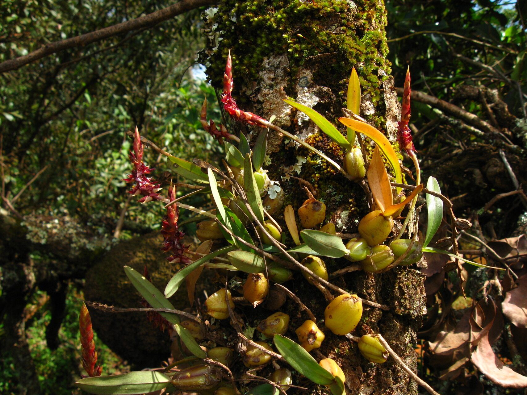 Bulbophyllum nigericum habit