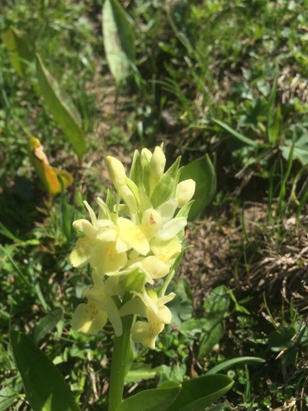 Dactylorhiza sambucina flower
