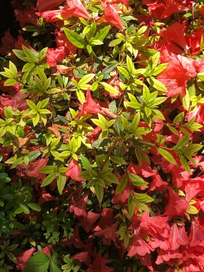 Rhododendron nakaharae — houseplant care guide