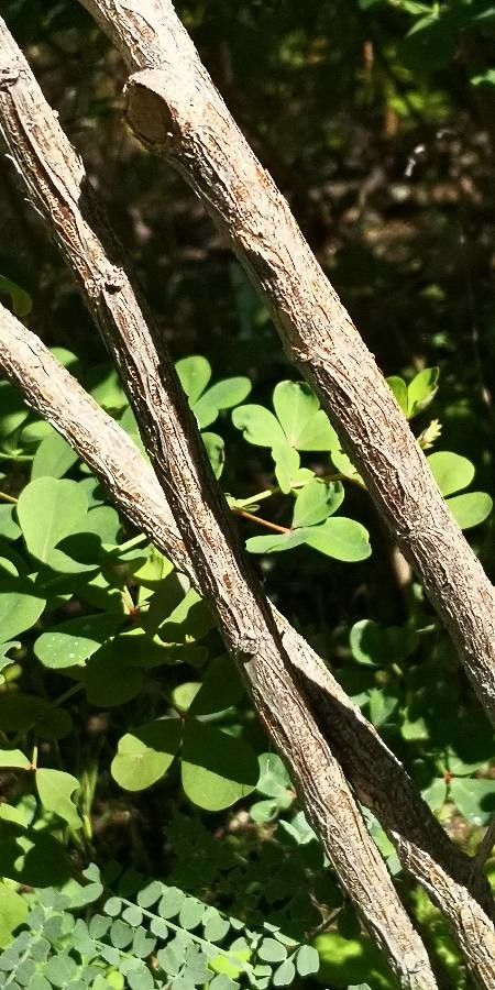 Dorycnium eriophthalmum bark