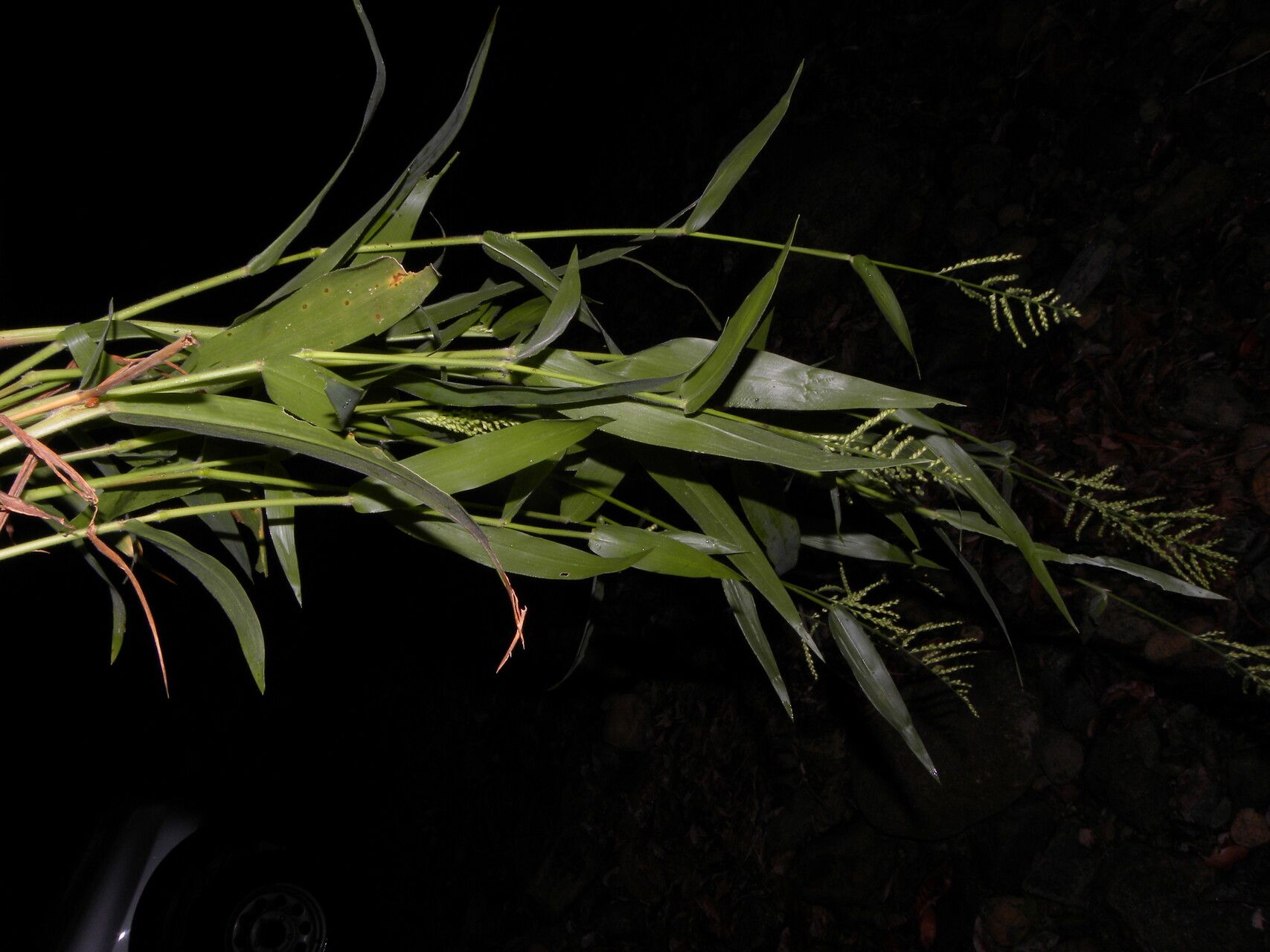 Urochloa mollis fruit