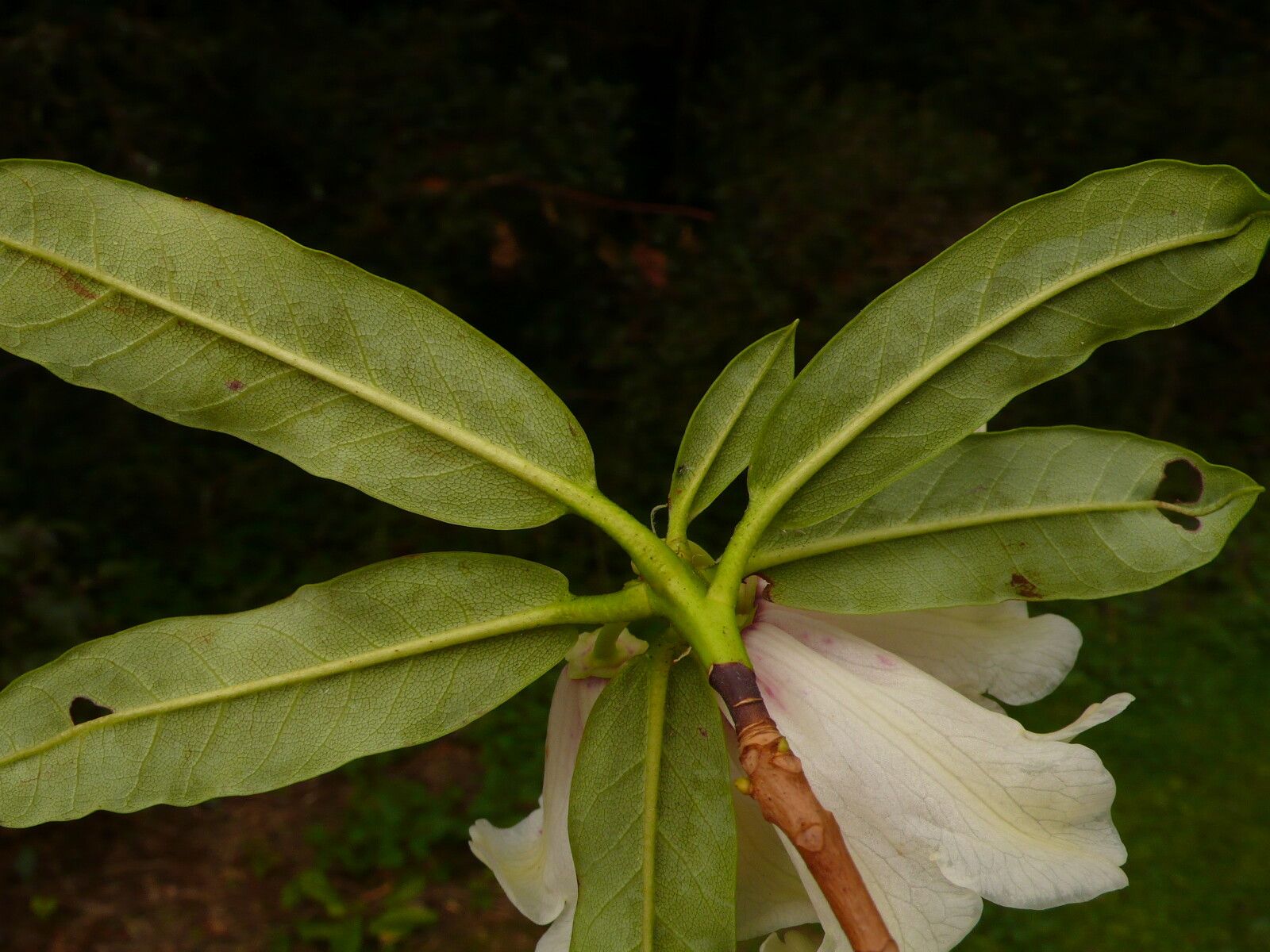 Rhododendron parmulatum — houseplant care guide