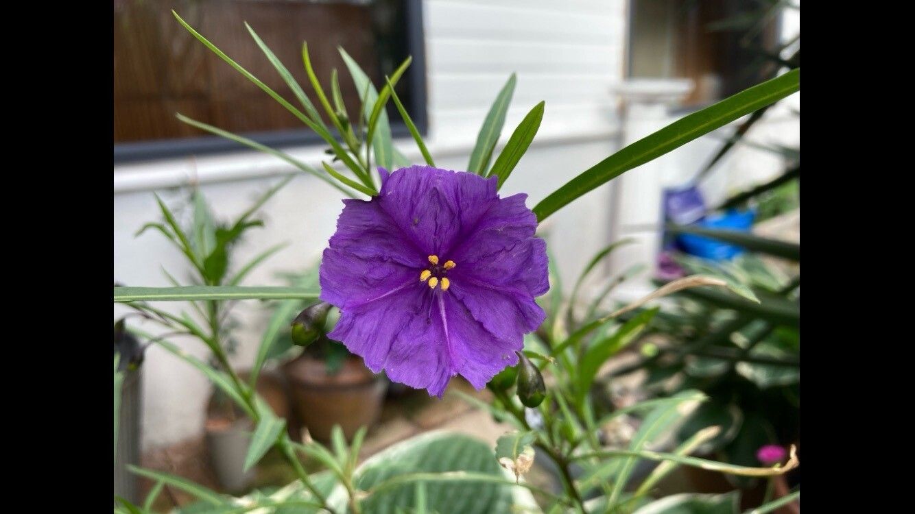 Solanum linearifolium flower