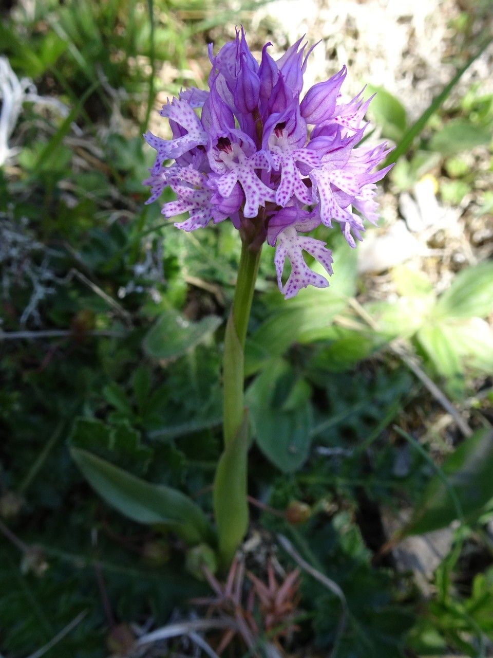 Neotinea tridentata bark