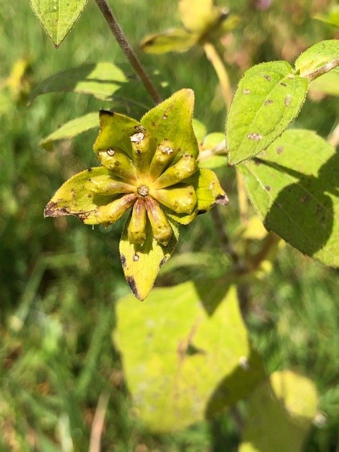Melampodium perfoliatum fruit
