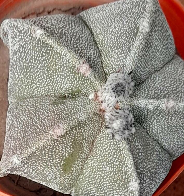 Astrophytum myriostigma