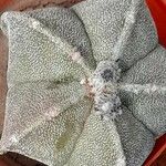 Astrophytum myriostigma