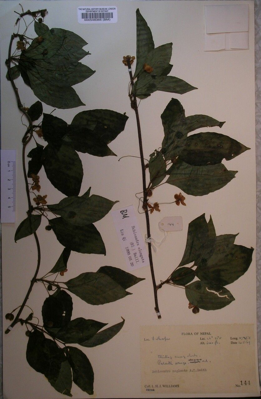Schisandra neglecta — related species from the same genus
