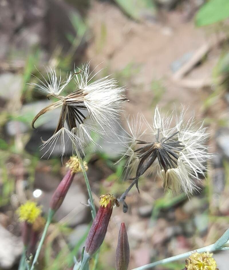 Porophyllum lanceolatum fruit
