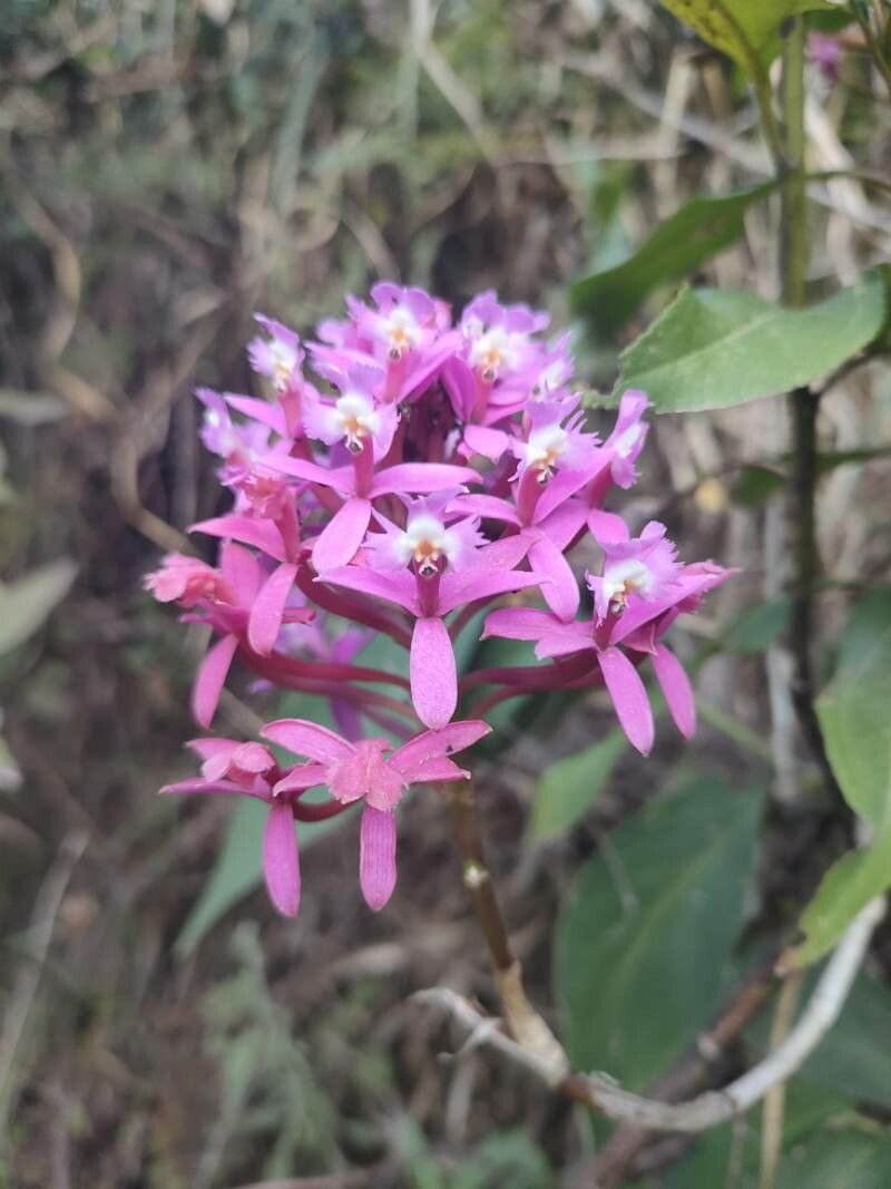 Epidendrum secundum flower