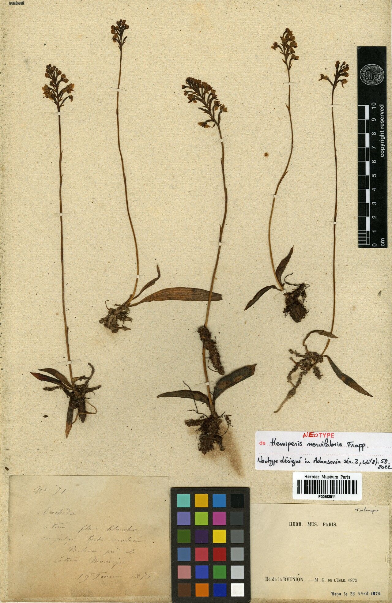 Cynorkis nervilabris — houseplant care guide