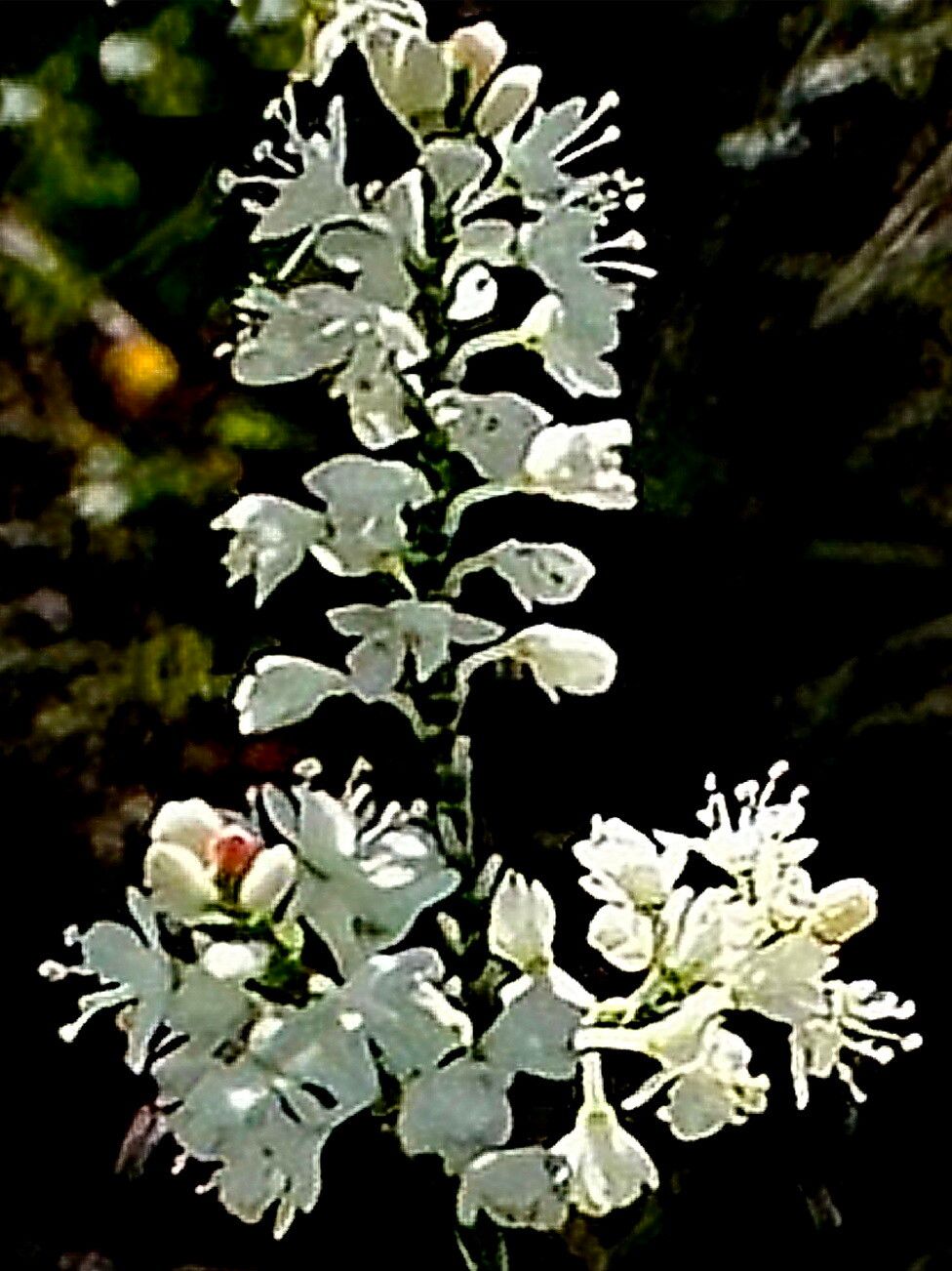 Polygonum polygamum — houseplant care guide