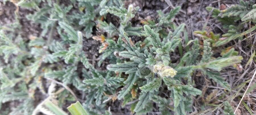 Glandularia platensis — search result for 'Glandularia'