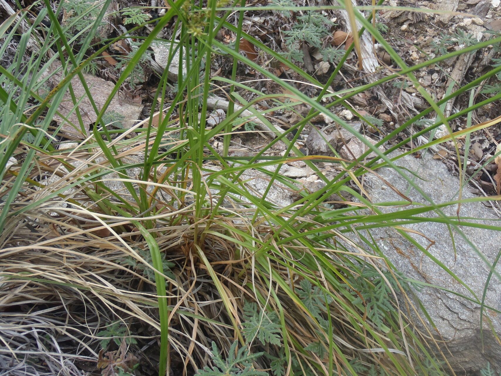 Cyperus mutisii habit