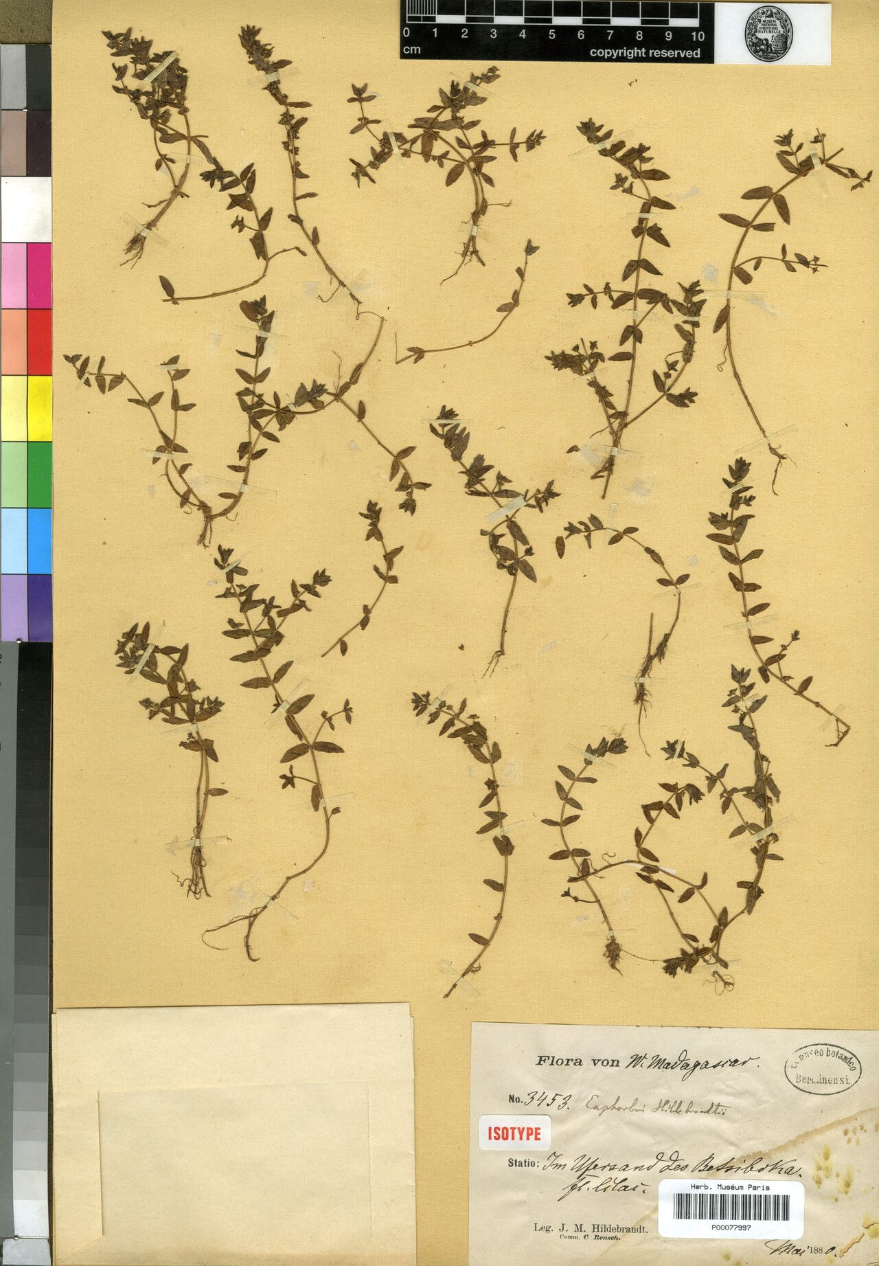 Ammannia pubescens — search result for 'Ammannia'