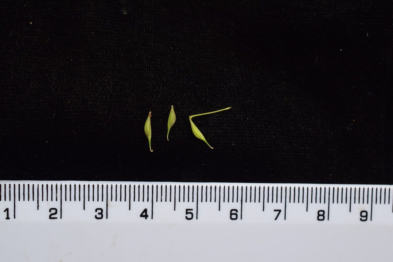 Thalictrum rostellatum other