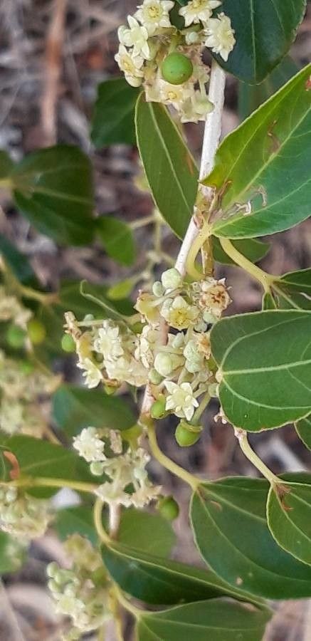 Ziziphus spina-christi flower