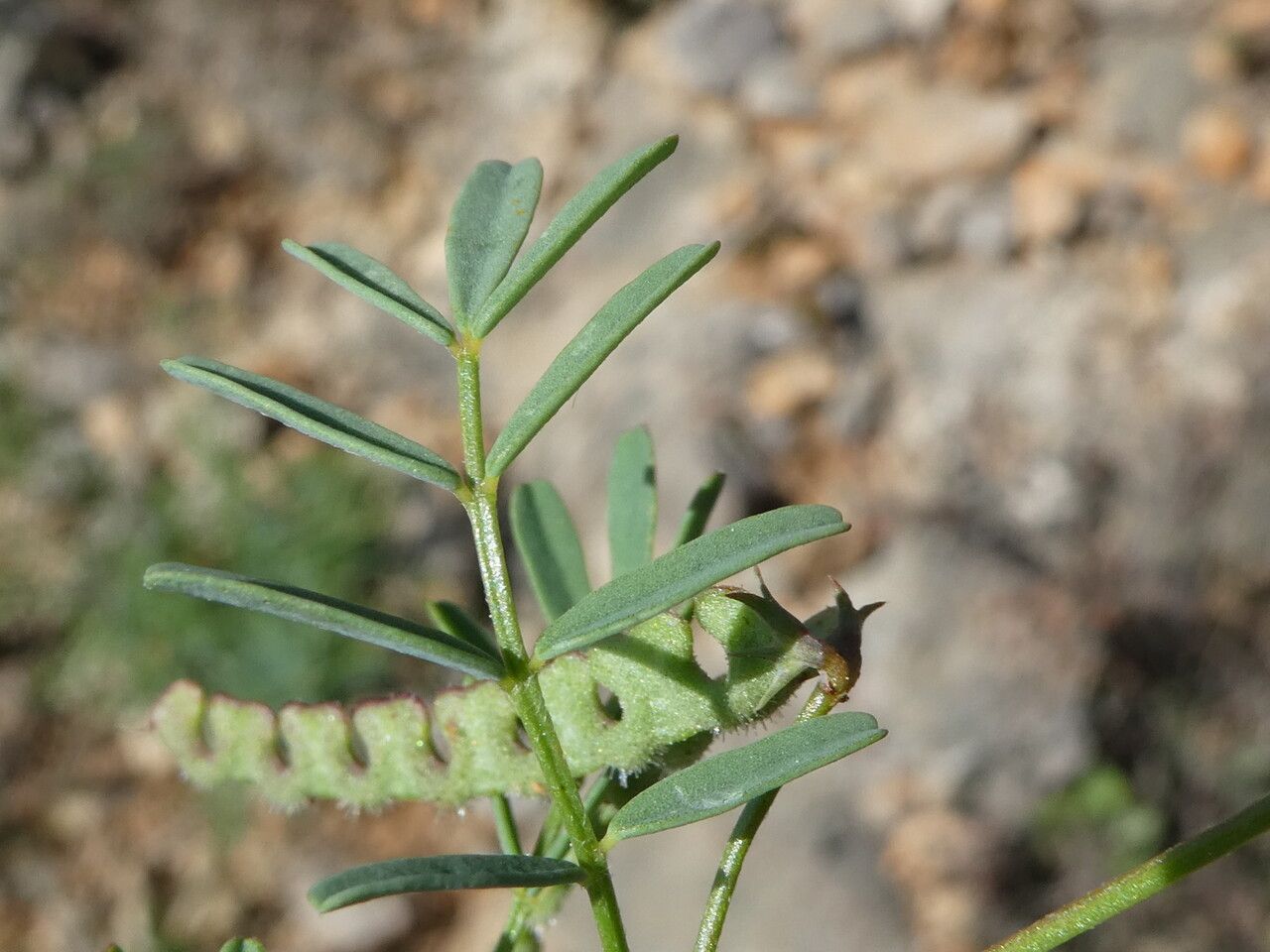 Hippocrepis ciliata — search result for 'Hippocrepis'