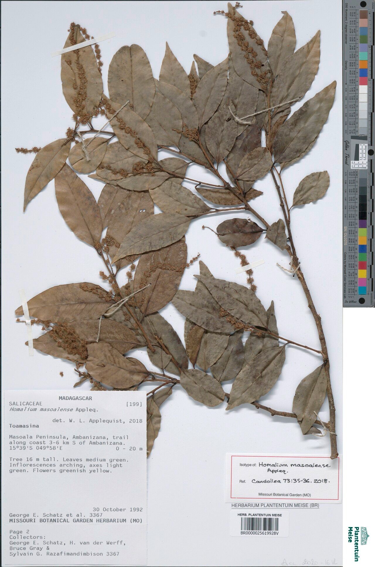 Homalium masoalense — houseplant care guide