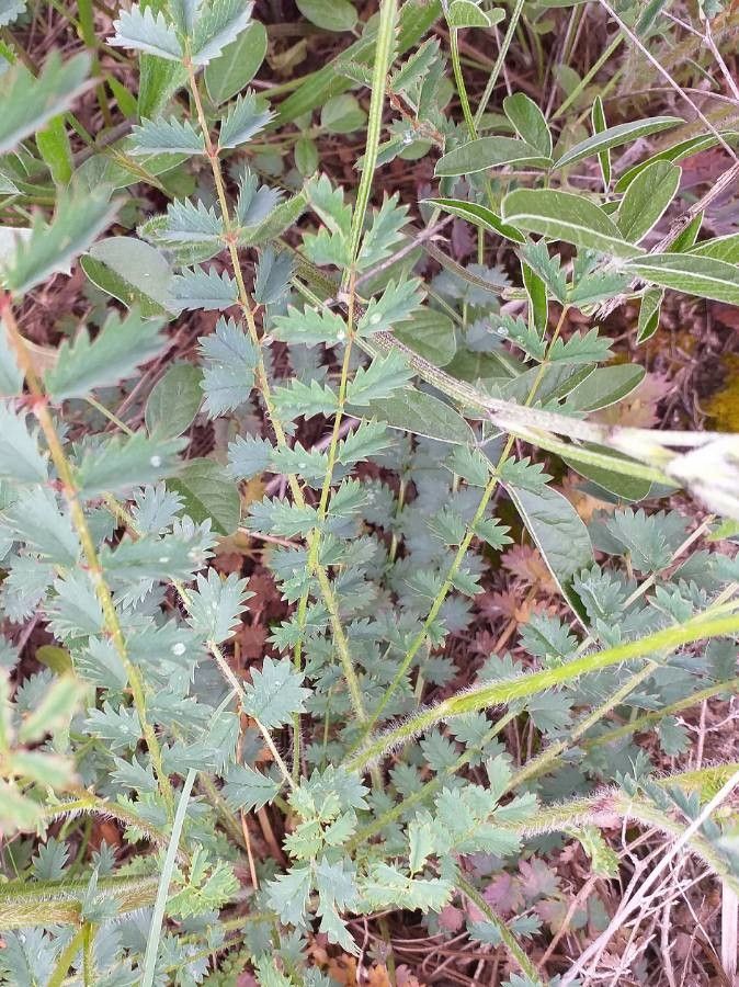 Poterium sanguisorba leaf