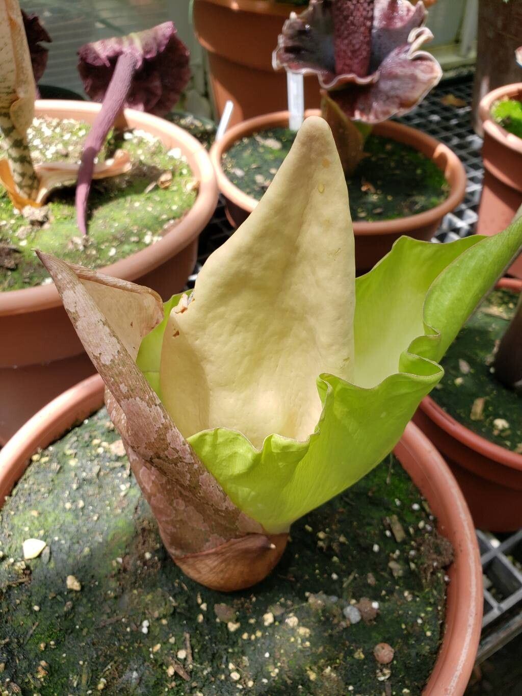 Amorphophallus prainii flower