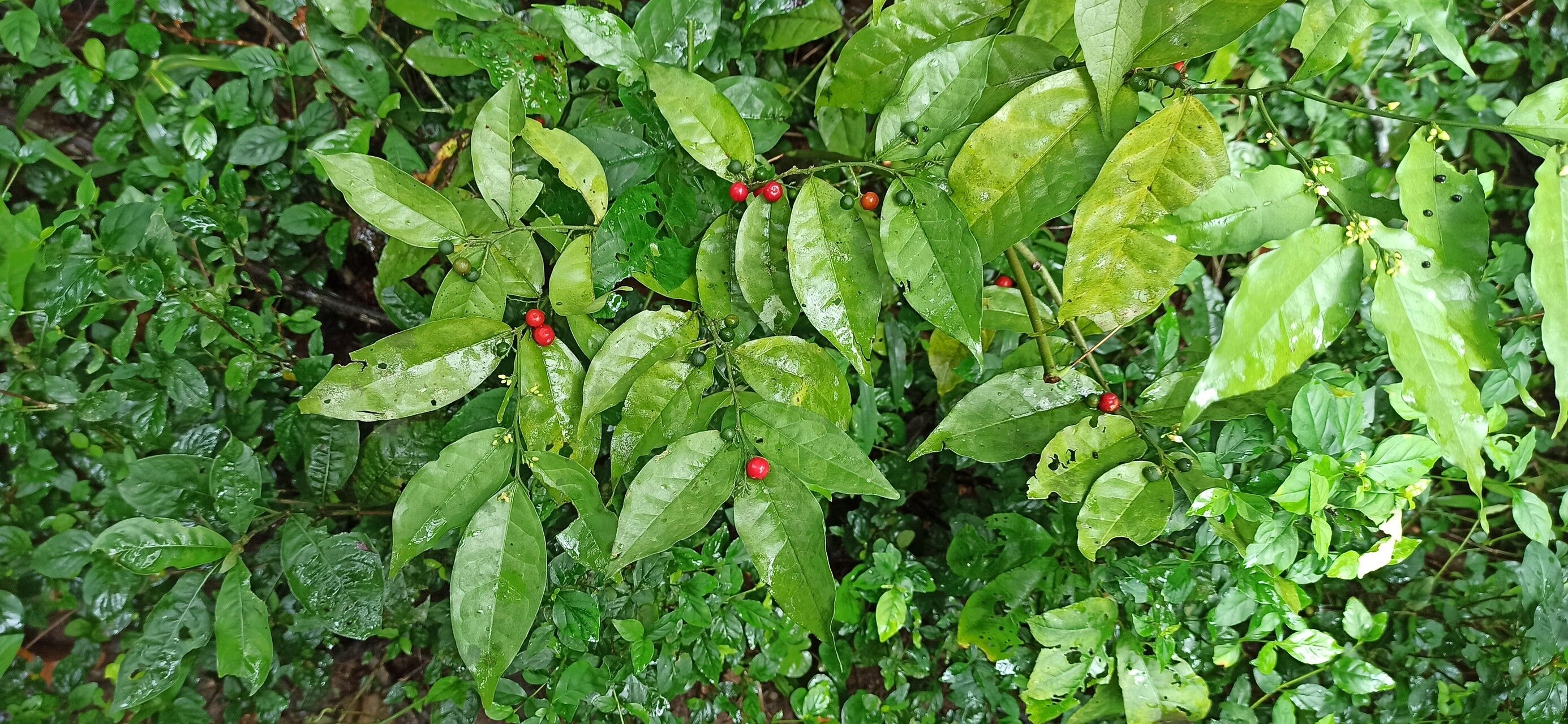 Olax gambecola — houseplant care guide