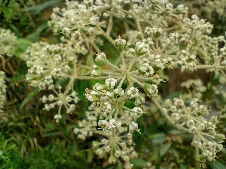 Astrotricha floccosa flower