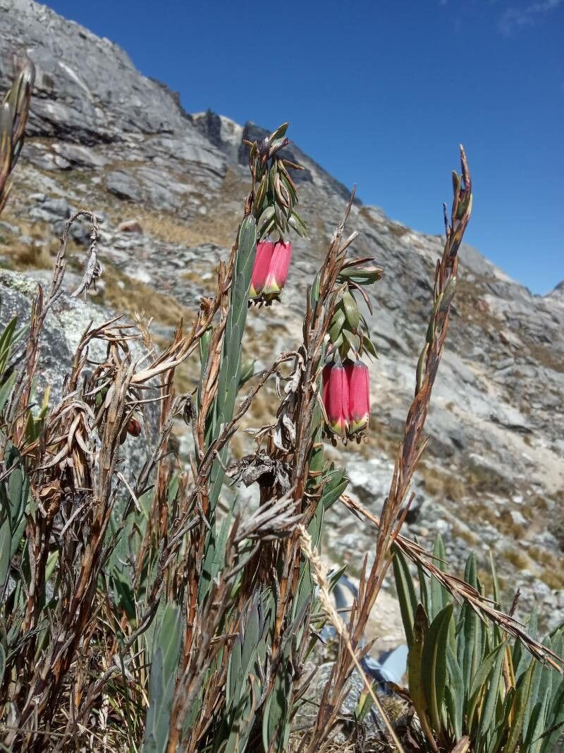 Bomarea dulcis habit