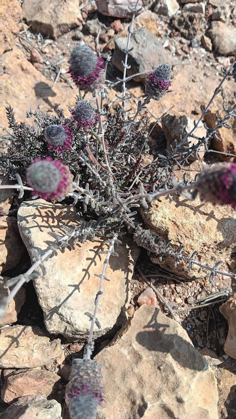 Teucrium lanigerum — search result for 'Teucrium'