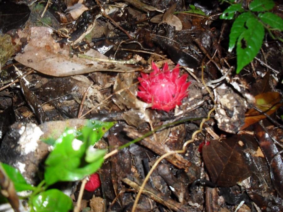 Thonningia sanguinea leaf