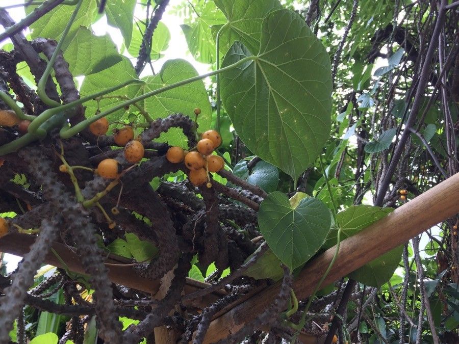 Tinospora crispa fruit