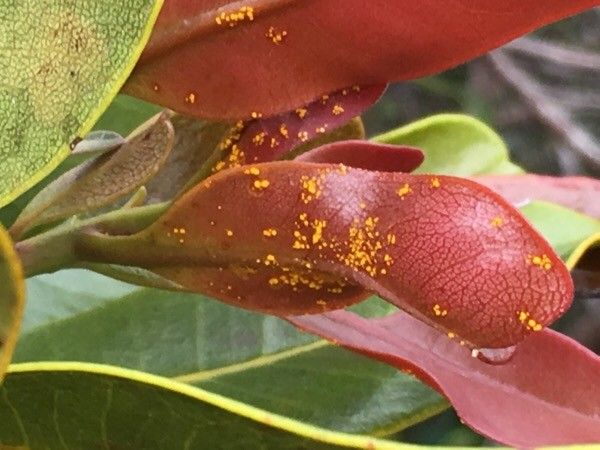 Xanthostemon multiflorus — houseplant care guide