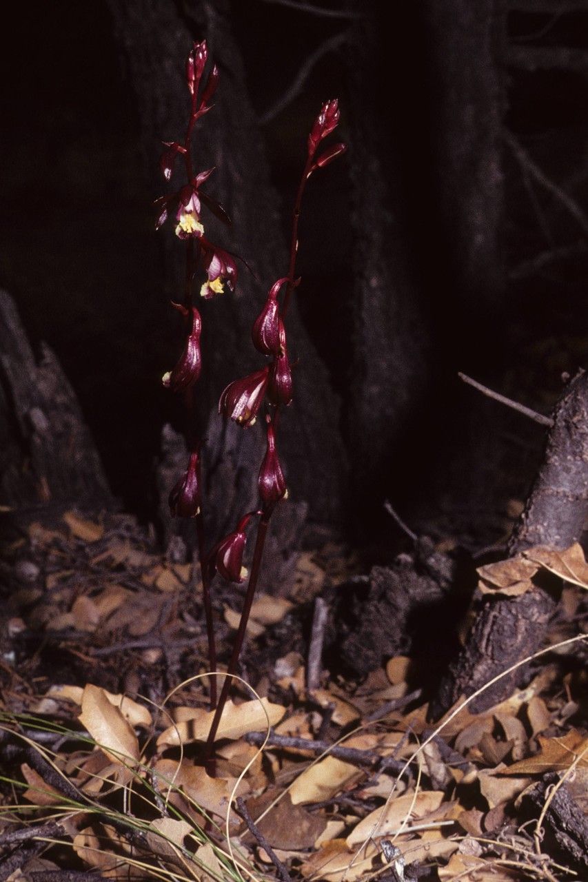 Bletia warnockii habit