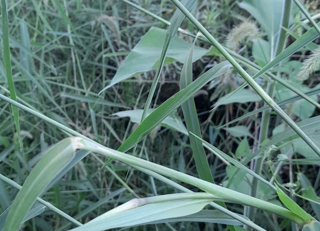 Setaria magna — search result for 'Setaria'