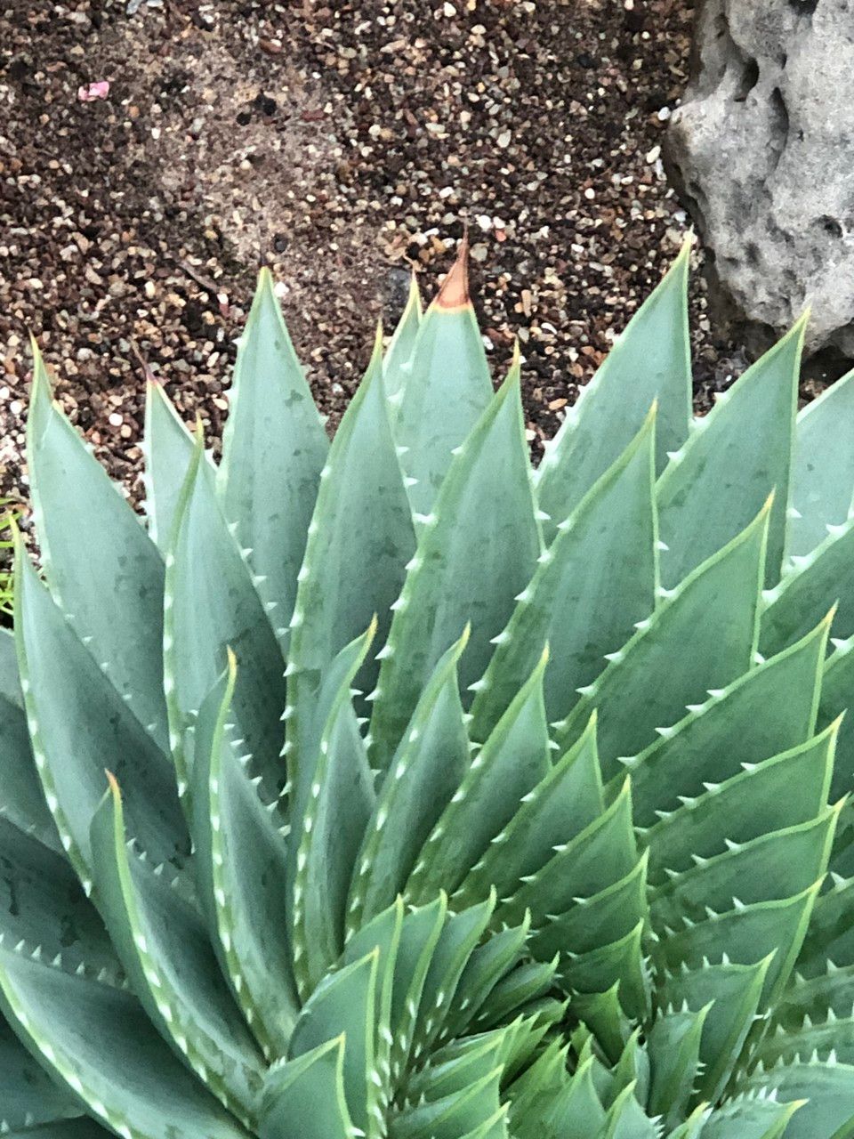 Aloe polyphylla leaf