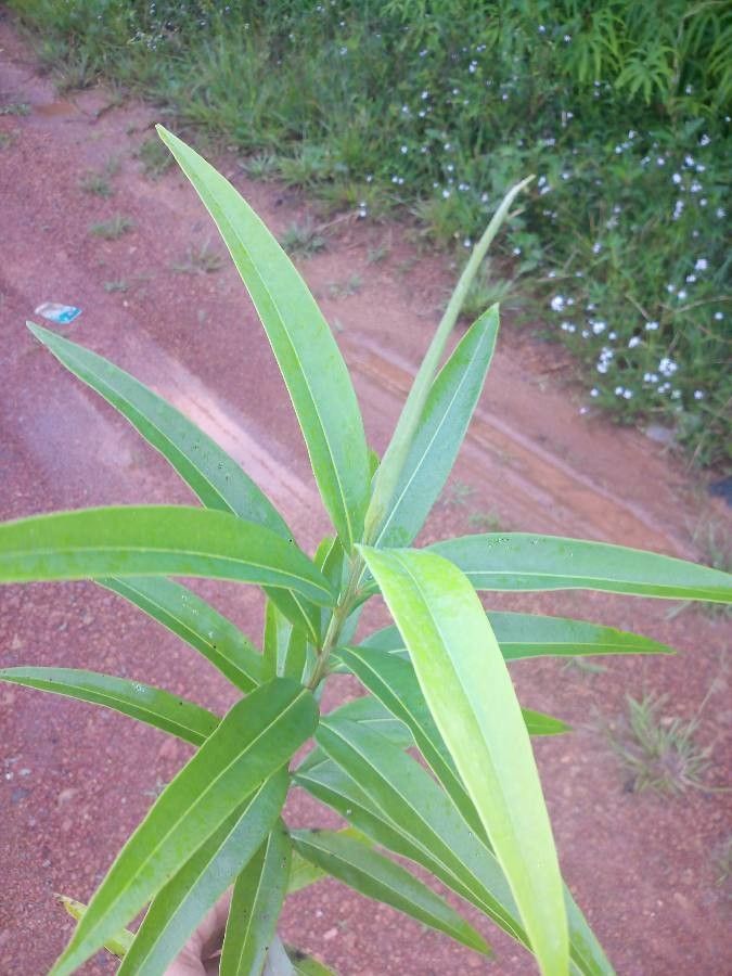 Ocotea guianensis — search result for 'Ocotea'