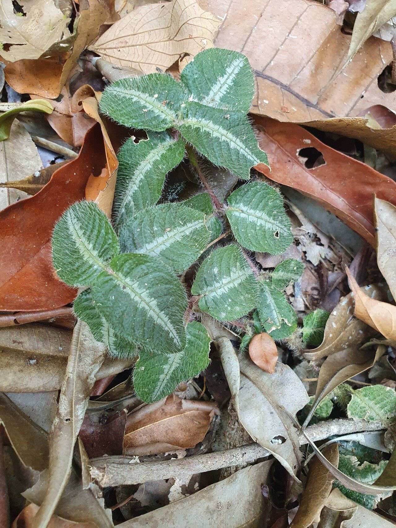 Palicourea debilis habit
