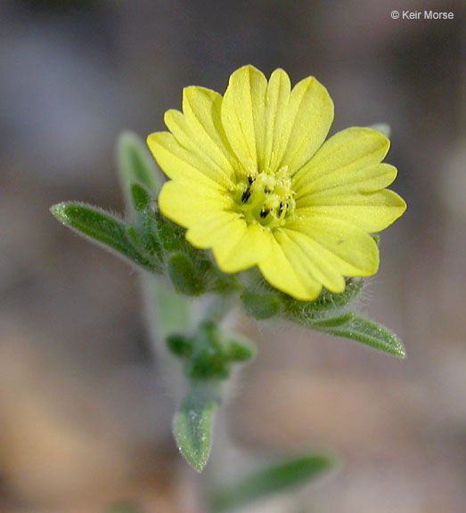 Lagophylla ramosissima — houseplant care guide