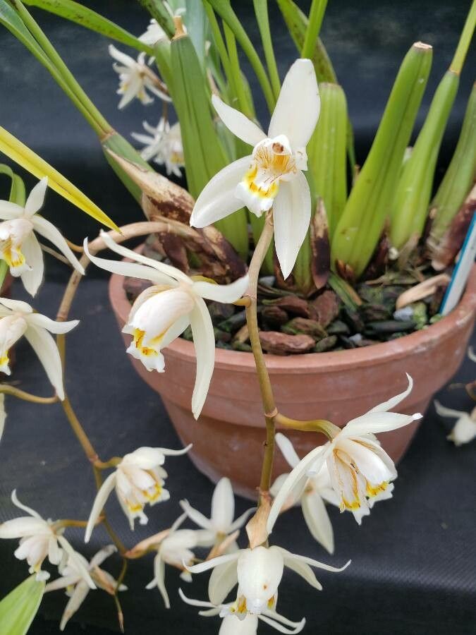Coelogyne flaccida flower
