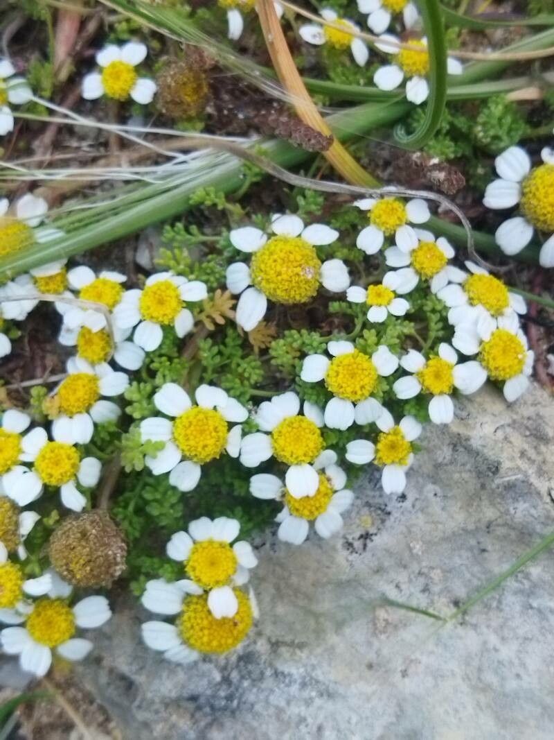Anthemis urvilleana — search result for 'Anthemis'