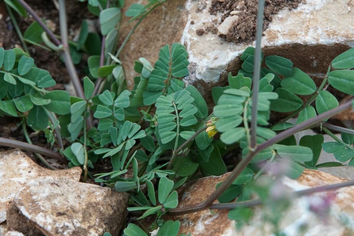 Securigera securidaca leaf