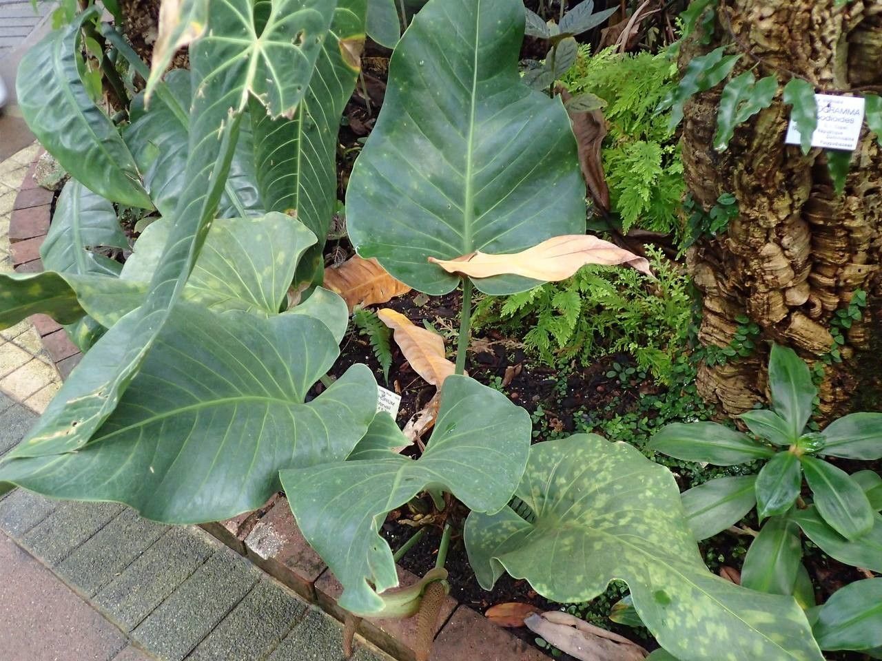 Anthurium cotobrusii habit