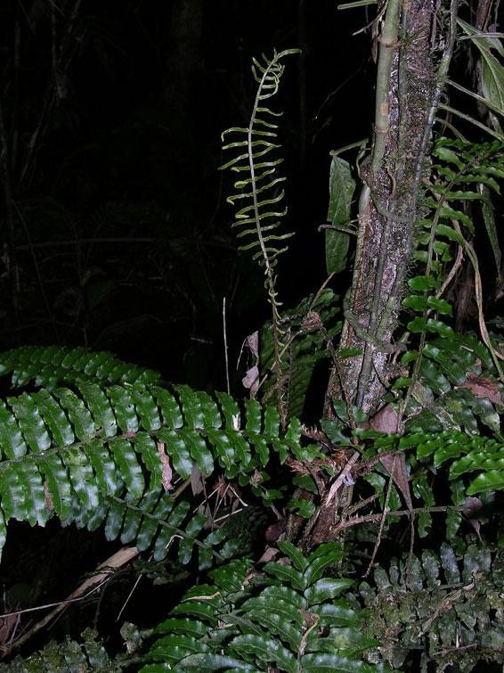 Lomariopsis vestita habit