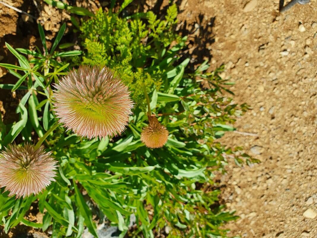 Pulsatilla occidentalis fruit